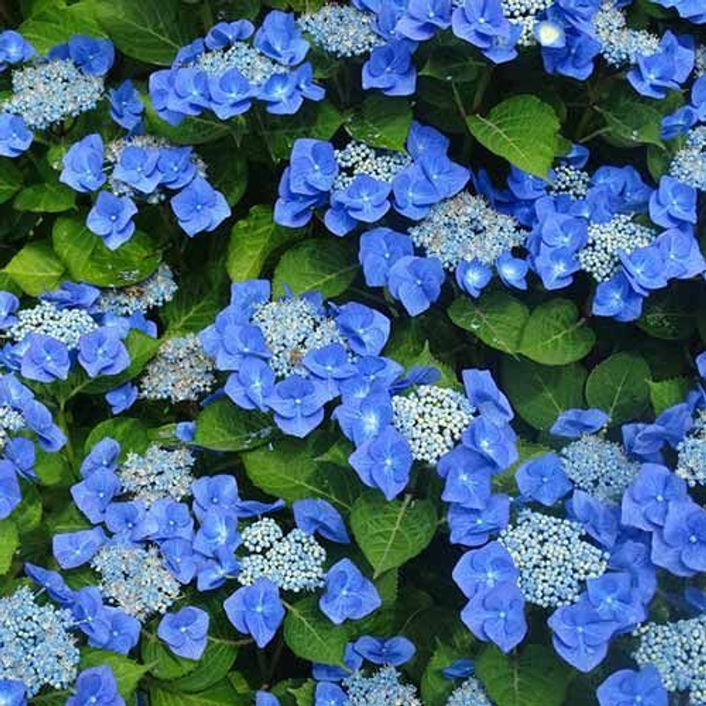 Гортензия крупнолистная Блаумайзе С2 20-30