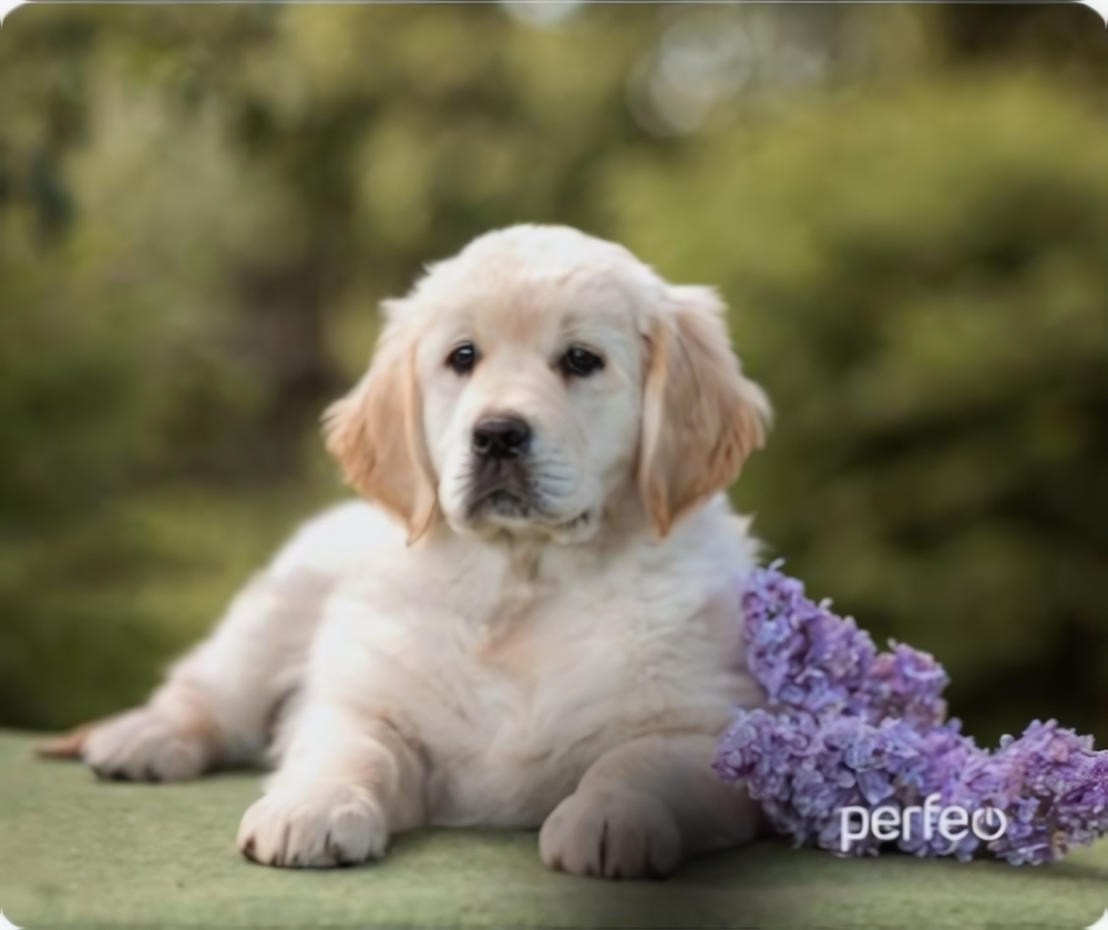Perfeo Коврик для компьютерной мыши &quot;Dog&quot;, Рис.12 (240*200*2 мм), ткань+резиновое основание