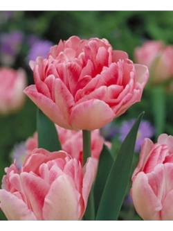 Тюльпаны пионовид ,луковицы сорт FOXTROT бело-розовые (4шт)