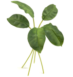 Фикус листья 5 шт.