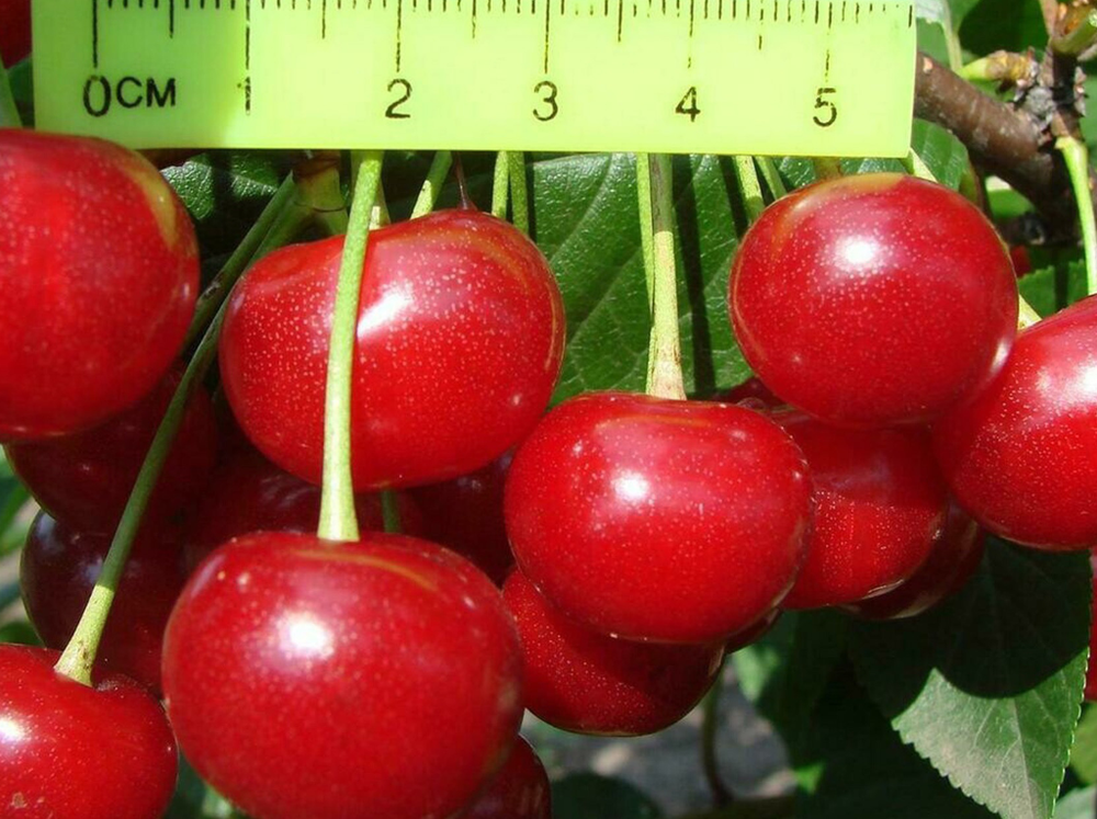 Саженец Вишни «Молодежная» (Привитая, Дерево, Самоплодная, Самая надежная)