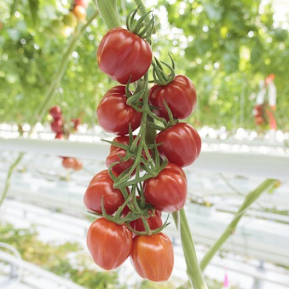 Папелетто F1 семена томата (Rijk Zwaan/Райк Цваан) в поле – фото 2