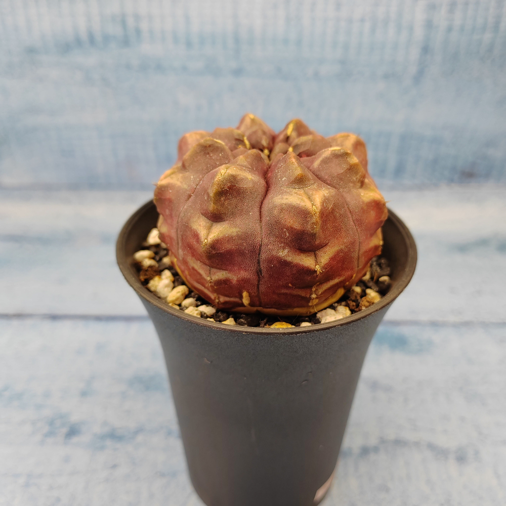 Gymnocalycium Daydream (Гимнокалициум)