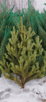 Живая сосна