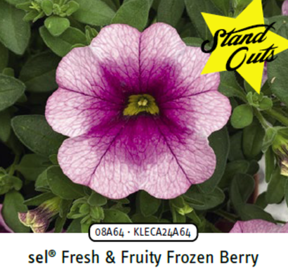 Калибрахоа ЕВРО в наличии