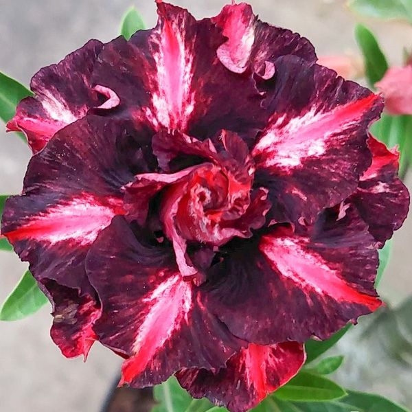 Адениумы Вьетнам