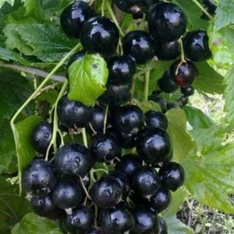 Смородина черная Добрыня