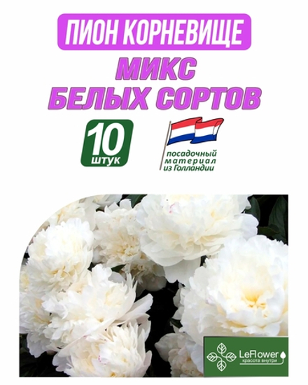 Пион Корневище, Микс белых сортов, 10шт