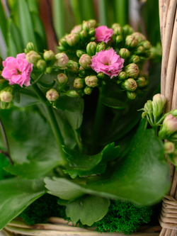 Дыхание весны