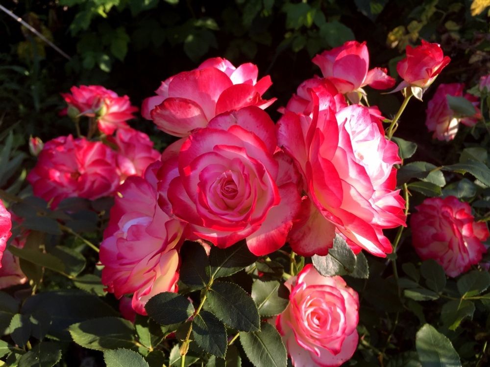 Юбилей Принца Монако (Jubile du Prince de Monaco)