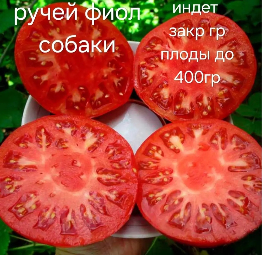 РУЧЕЙ ФИОЛЕТОВОЙ СОБАКИ