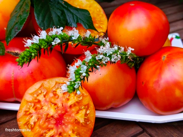 Деревенский (Hillbilly) сорт томата