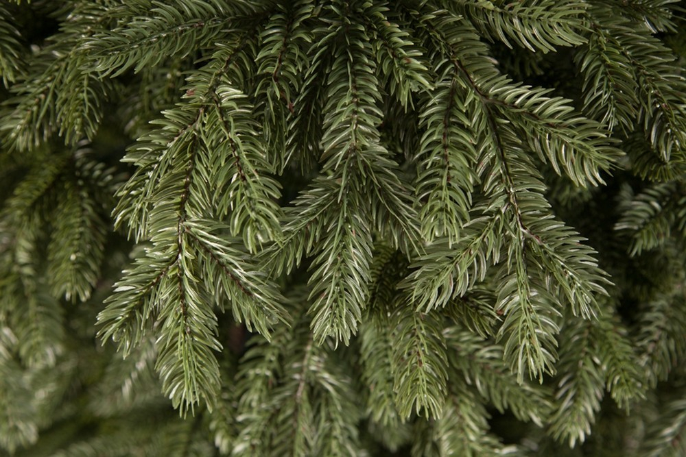 Ель Царская 100% литая 260см зеленая Triumph Tree