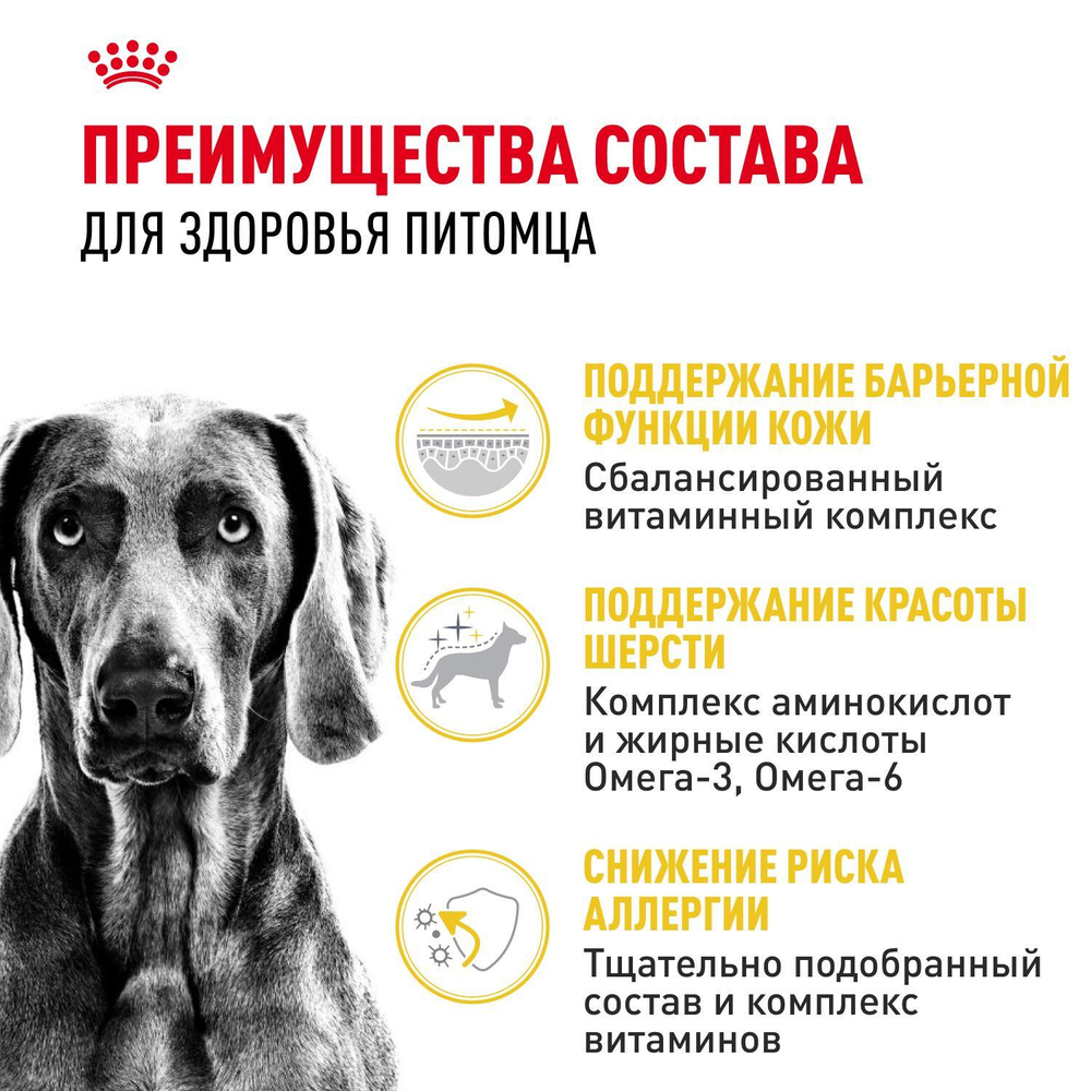 Royal Canin Maxi Dermacomfort Корм сухой для взрослых собак крупных размеров 3кг