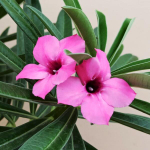 Адениум свазикум SWAZICUM PINK