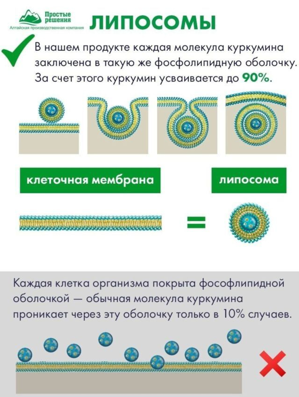 Липосомальный куркумин с РЕСВЕРАТРОЛОМ ДЛЯ ПАМЯТИ И МОЗГА, ВЕГАН, 60 капсул