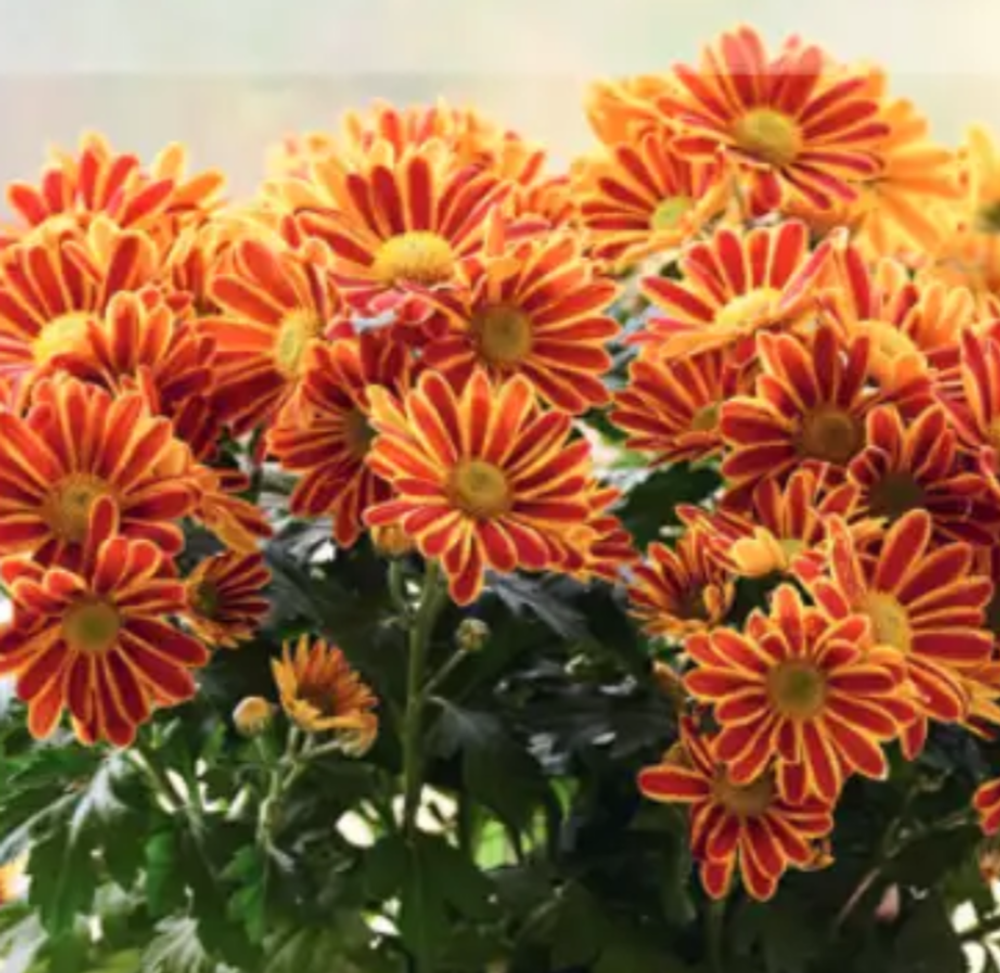 ЕВРО Хризантема горшечная HoiHoi укорененный черенок ОКС