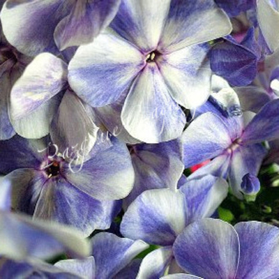 Флокс метельчатый Гжель