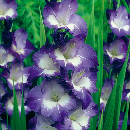 Гладиолус крупноцветковый Нори