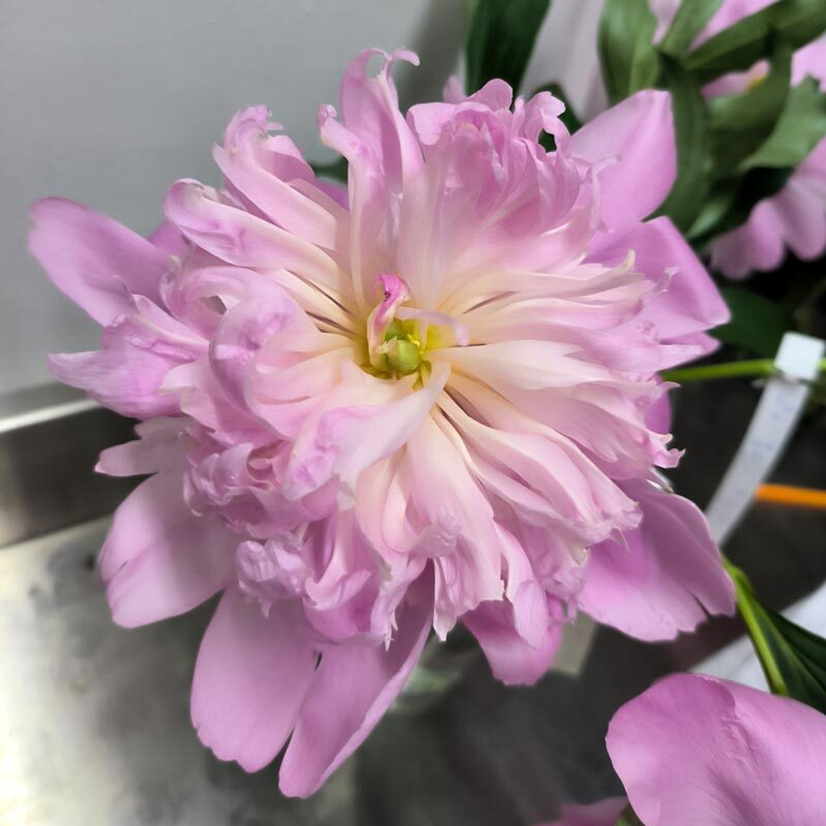 🌸♛ Месье Жюль Эли (Monsieur Jules Elie) — букет ароматных пионов — 8 марта у Феи