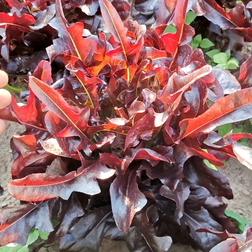 Салат Чёрный Кардинал - Black Cardinal Lettuce