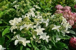 Гортензия метельчатая Мэджикал Старлайт (2/3 ветки) Закупка М59 апрель 2026