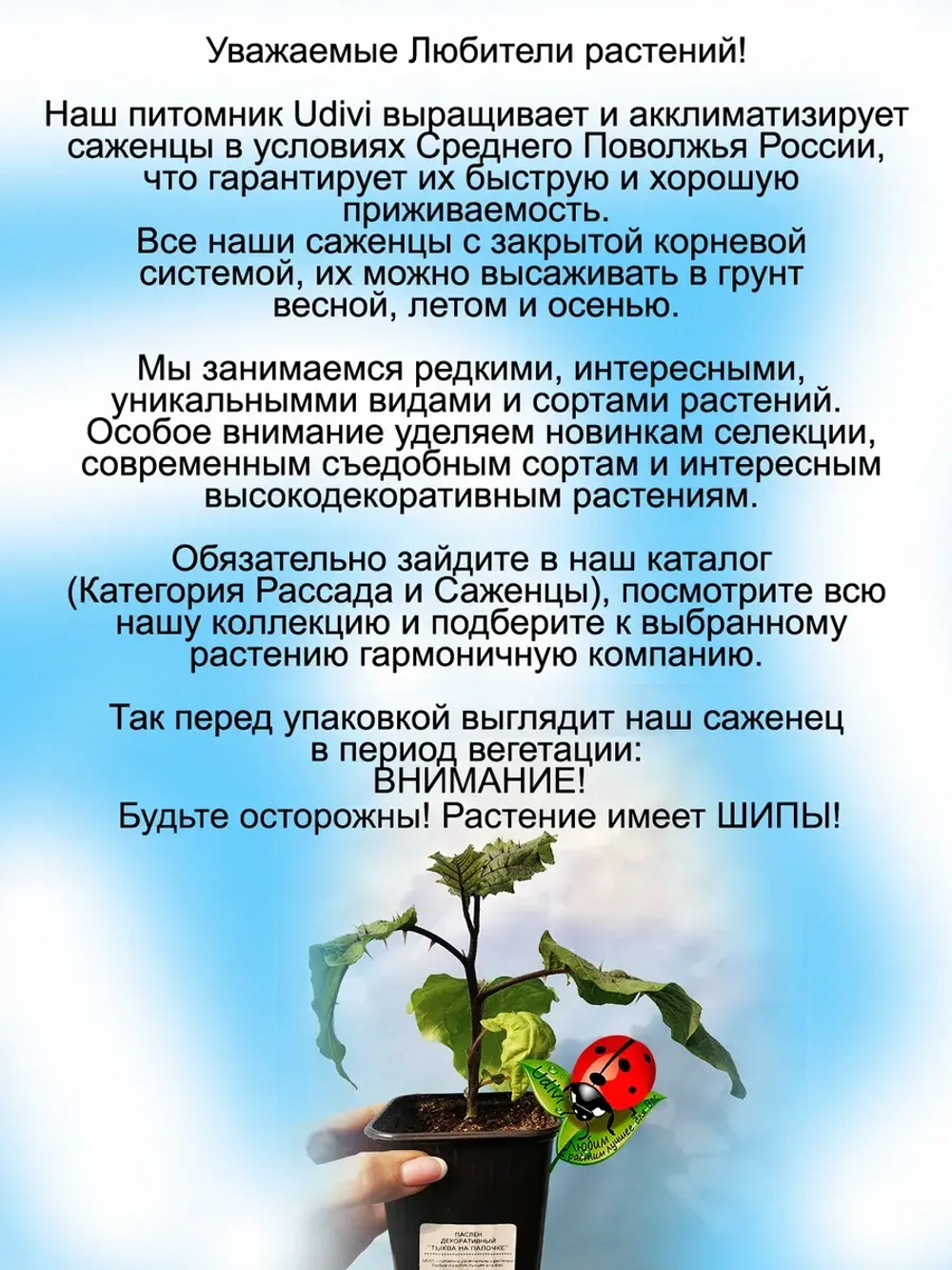 Паслён эфиопский "Тыква на палочке"