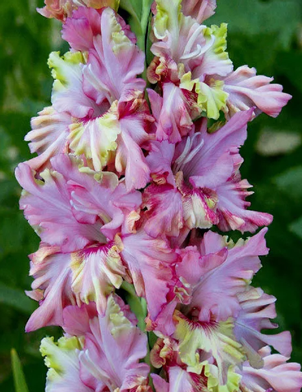 Гладиолус крупноцветковый Прага луковица март 2026