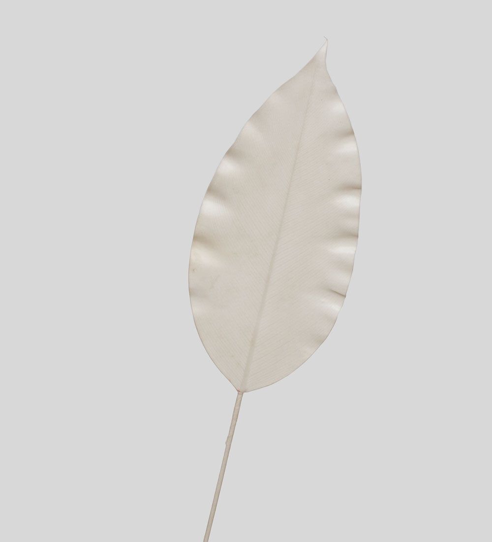 TR 559S Лист имбиря