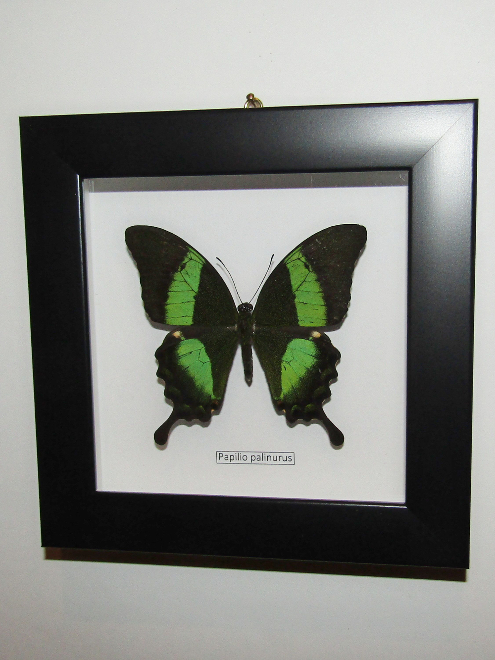 Бабочка Papilio palinurus в рамке