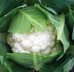 Абени F1 семена капусты цветной (Seminis / Семинис)
