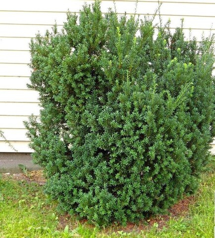 Тис ягодный Давид