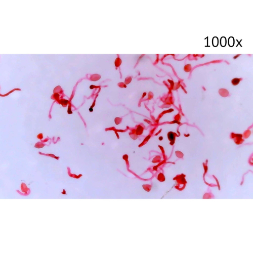 Цифровой микроскоп МИКМЕД LCD 1000x 2.0LB