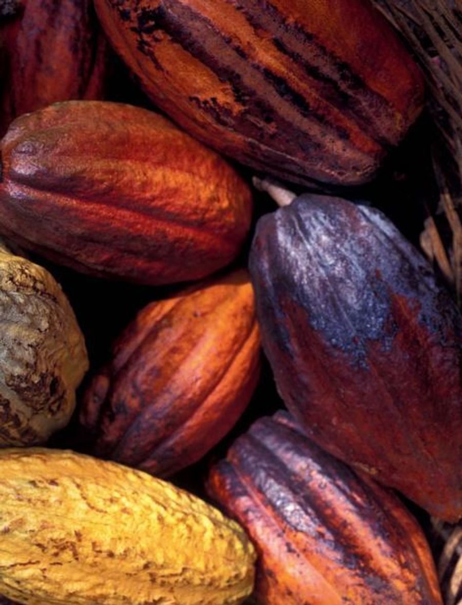 Подвиды и типы какао