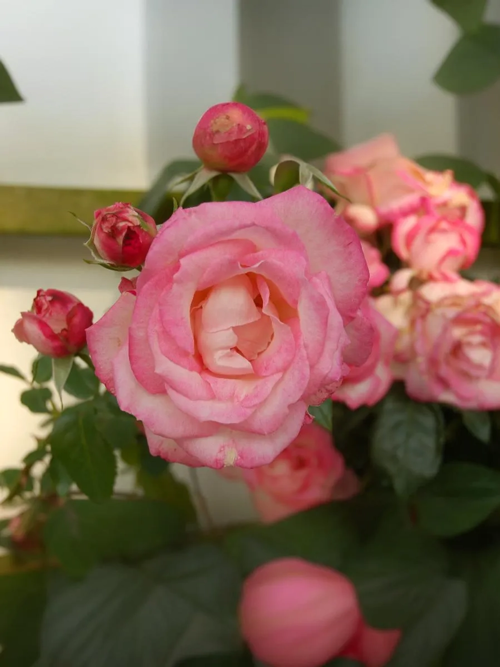 Роза плетистая Арлекин