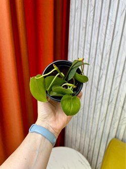 Филодендрон Сканденс, D9см Н15см, 1шт, Urban Jungle