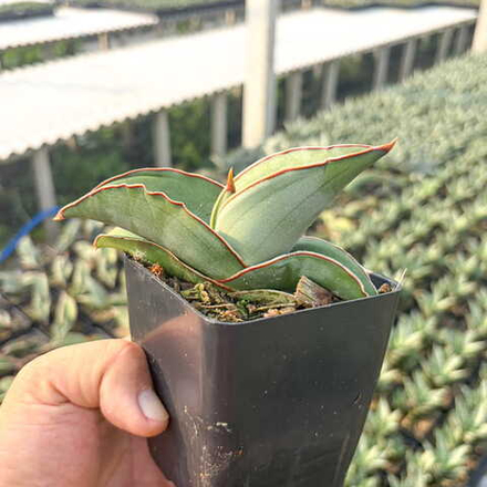 Сансевиерия BANANA