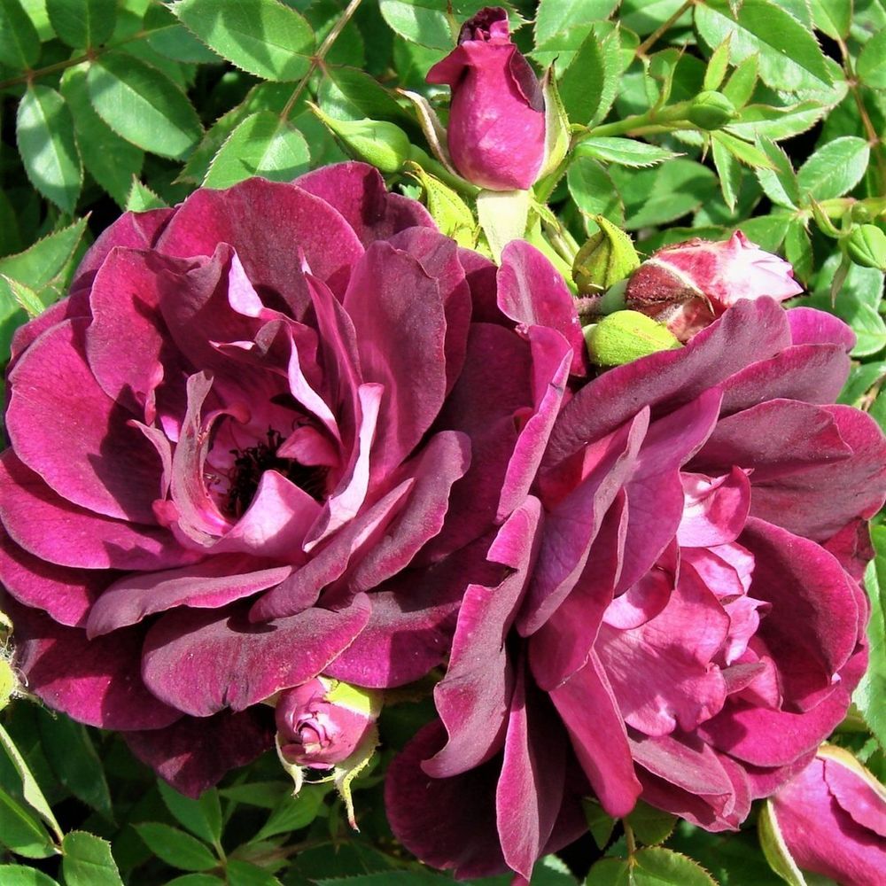 Бургунди Айс (Burgundy Ice)