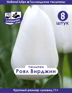 Тюльпан Роял вирджин 8 шт