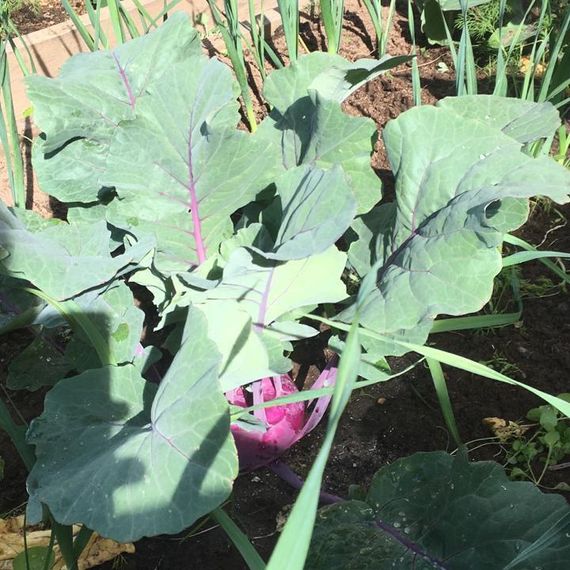 УКЗА F1 семена капусты кольраби Rijk Zwaan цена