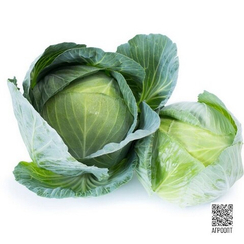 Джинтама F1 семена капусты белокочанной (Rijk Zwaan / Райк Цваан)