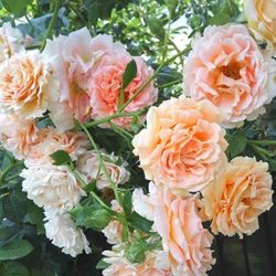 Полька (Polka)