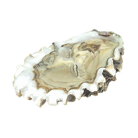 Устрица Хасанская