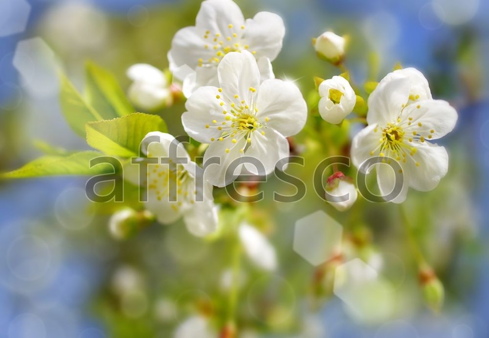 Цветы белой сакуры,  арт. ID11822