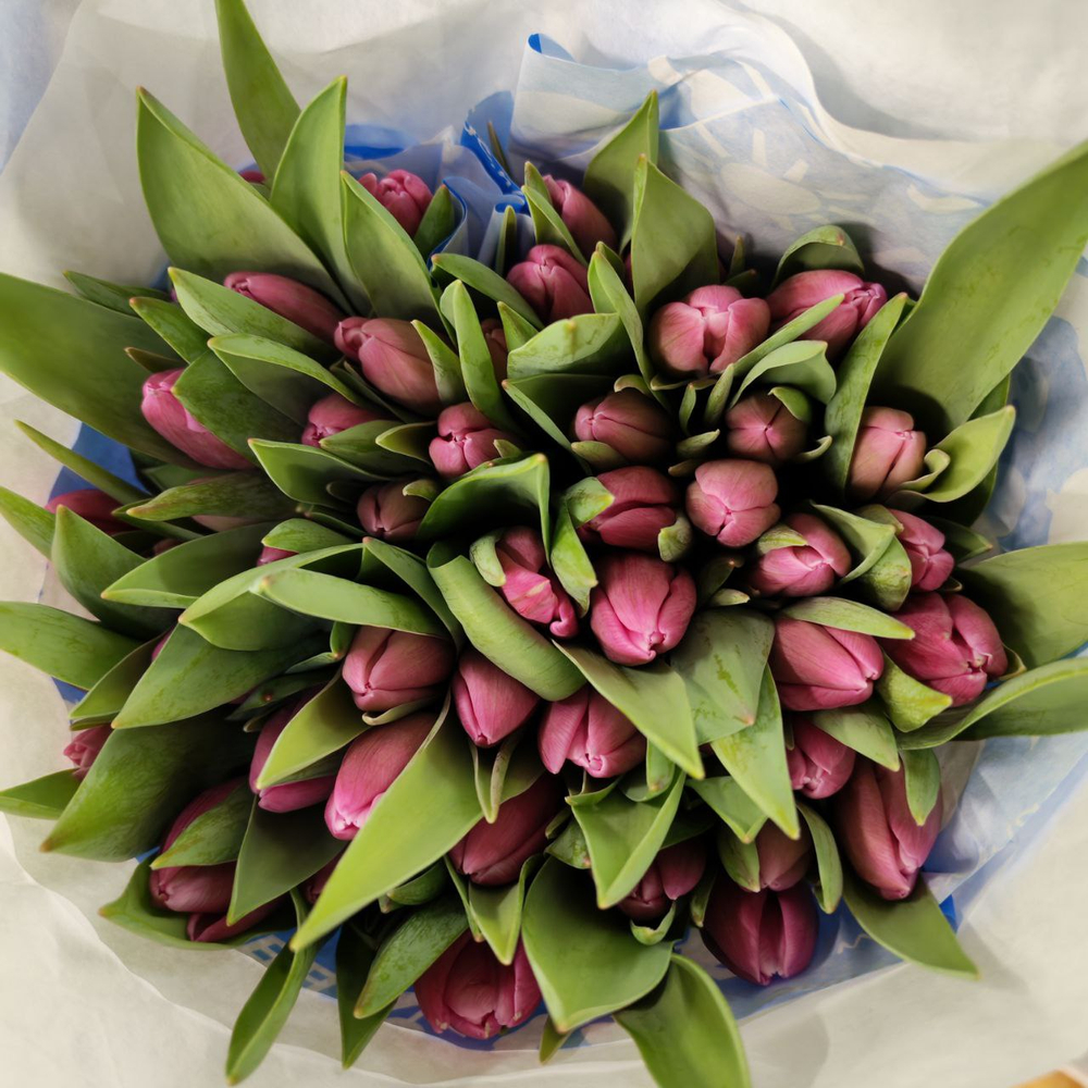 Тюльпан классика (банч 50шт) Сиреневый