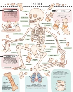 Книга с секретами. Секреты тела человека