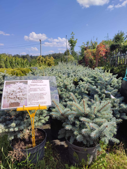 Ель колючая 'Glauca Globosa'