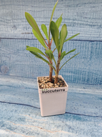 Euphorbia Milii (Эуфорбия)