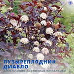Пузыреплодник Дьябло