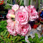 Адениум обесум 364 Sỹ Thư Mutation